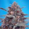 автоцветущие сорта марихуаны Auto Devil Cream feminised Ganja Seeds