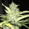 купить семена конопли в Украине Blue Himalaya feminised