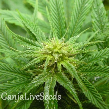 Blue Himalaya feminised Ganja Seeds