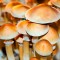 купить споры псилоцибиновых грибов Burma
