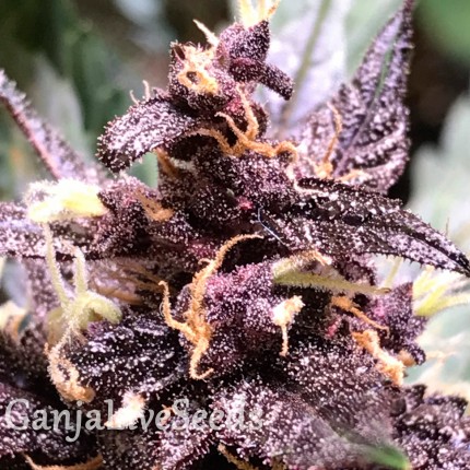 Auto Devil Cream feminised GanjaLiveSeeds