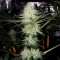 Недорогие семена марихуаны Auto Bubblelicious feminised GanjaLiveSeeds