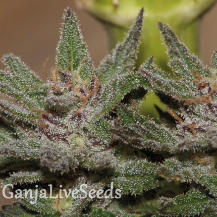 Violator Kush feminised Ganja Seeds