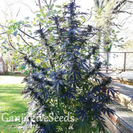 Blue Queen feminised Ganja Seeds