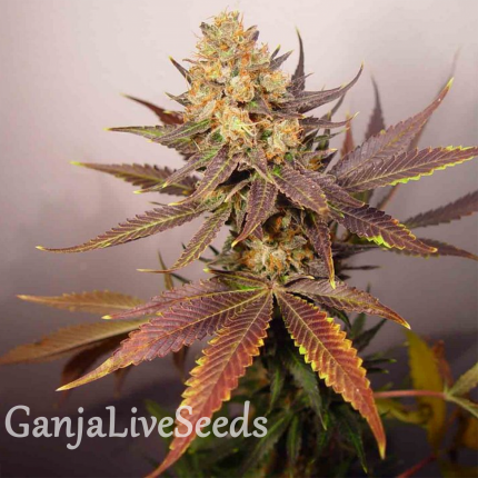 Auto Lavender feminised GanjaLiveSeeds
