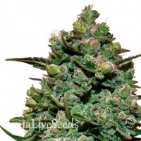 Cookies Kush feminised GanjaLiveSeeds