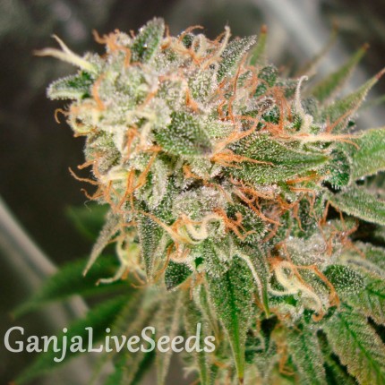 Cookies Kush feminised GanjaLiveSeeds