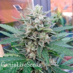 Auto Blue Mazar feminised Ganja Seeds