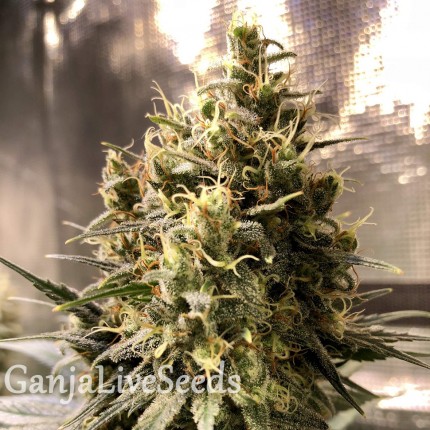 Auto Chocolope feminised GanjaLiveSeeds