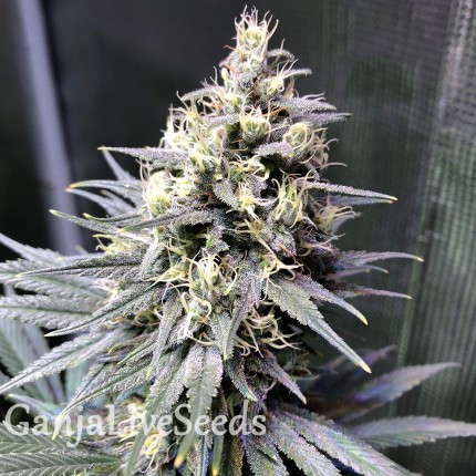 Auto Chocolope feminised GanjaLiveSeeds