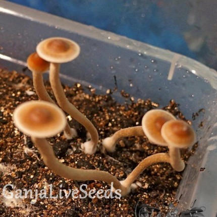 Psilocybe Galindoi Atlantis