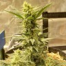 заказать семена конопли почтой Sweet Cheese feminised Ganja Seeds