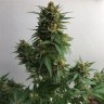 семена конопли прорасти Sweet Cheese feminised Ganja Seeds