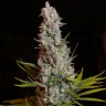 семена конопли курьером Sweet Cheese feminised Ganja Seeds