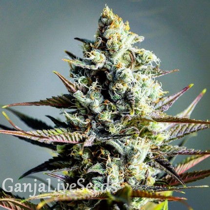Critical Kush feminised GanjaLiveSeeds