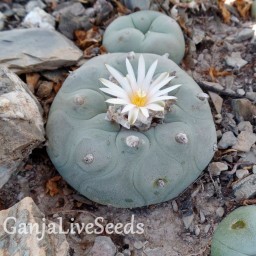 Lophophora diffusa var. lutea