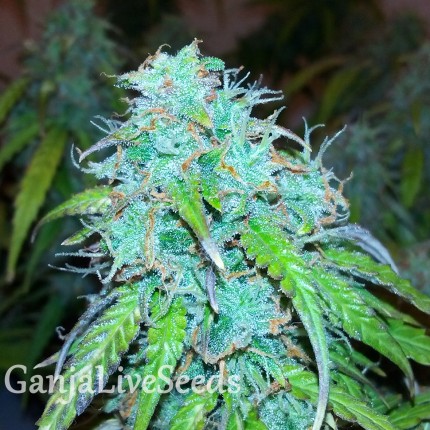 Auto Jet 47 feminised GanjaLiveSeeds