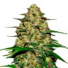 купить семена конопли недорого Wedding Cheesecake feminised Ganja Seeds