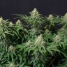 какие семена конопли Wedding Cheesecake feminised Ganja Seeds