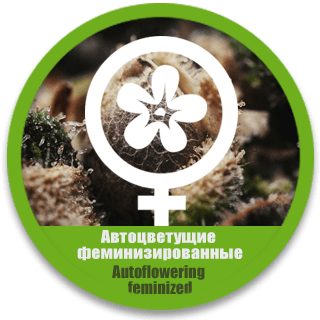 Автоцветущие феминизированные семена конопли в Украине каннабиса дешево