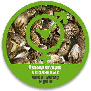 Автоцветущие регулярные семена конопли семена конопли в Украине каннабиса дешево