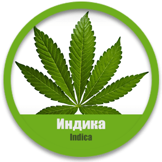 Индика семена конопли в Украине каннабиса дешево