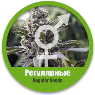 Регулярные семена конопли в Украине каннабиса дешево