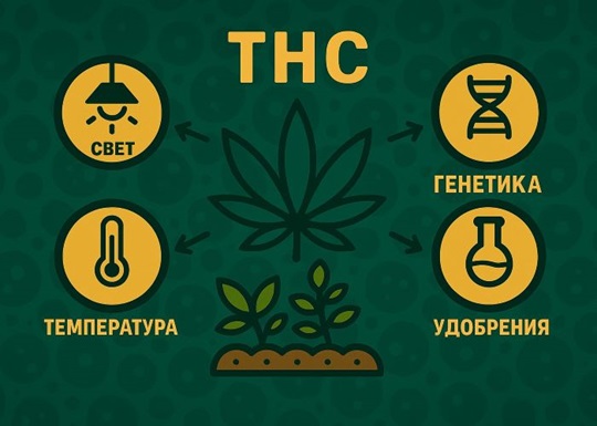 Как вырастить каннабис с высоким уровнем ТГК