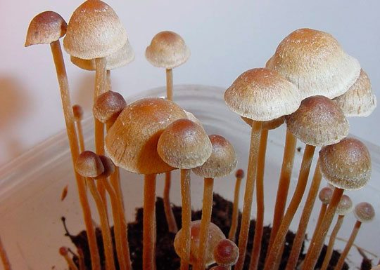 ​История появления, распространения и запрещения псилоцибиновых грибов