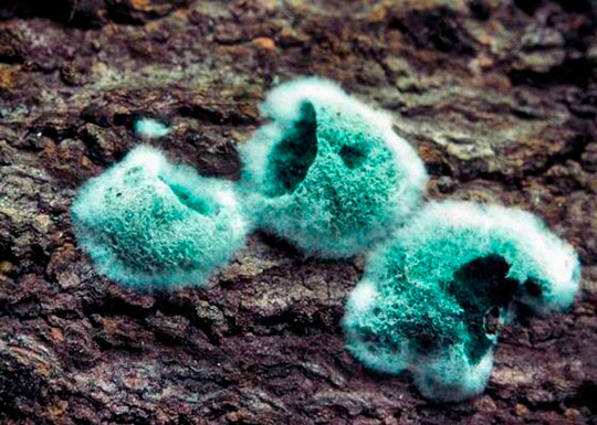 Триходермия при выращивании каннабиса: полезный грибок