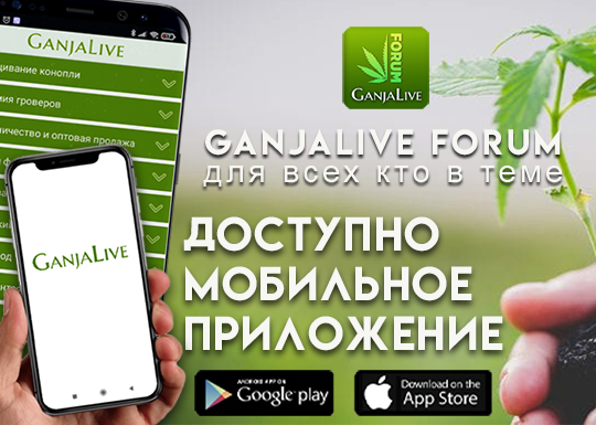 Портал GanjaLive запускает мобильное приложение форума