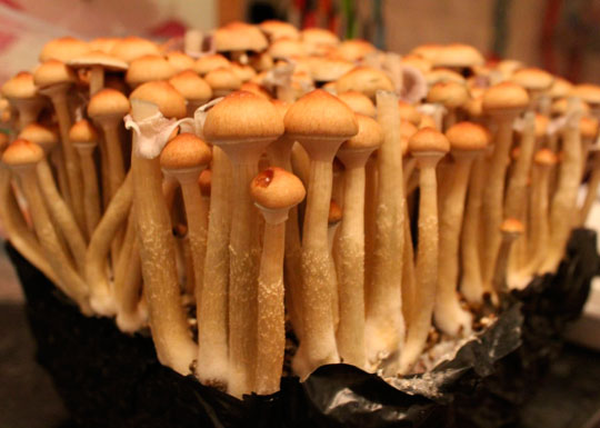 Псилоцибиновые грибы — настоящее чудо