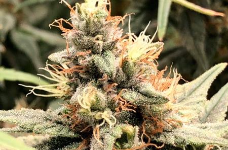 Auto Mandarine feminised